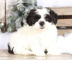 Zuchon Puppy for sale in MOUNT VERNON, OH, USA