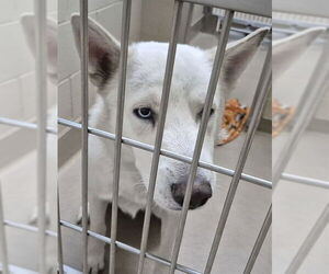 Siberian Husky Dogs for adoption in Decatur, IL, USA