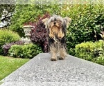 Small #12 Yorkshire Terrier