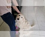 Puppy Green Goldendoodle