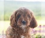 Small Cavapoo (Miniature)