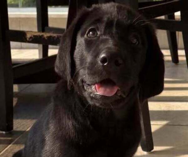 Medium Photo #1 Labrador Retriever Puppy For Sale in TALLASSEE, AL, USA