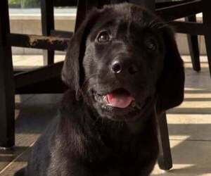 Medium Labrador Retriever