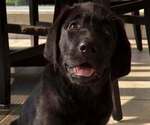 Puppy Romeo Labrador Retriever
