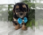 Small #6 Morkie