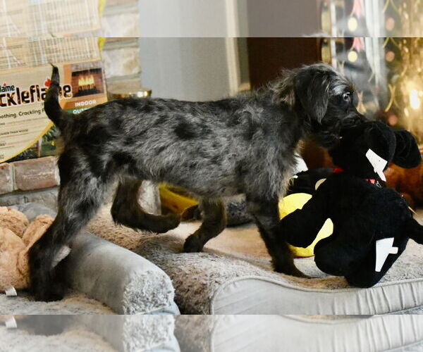 Medium Photo #2 Poodle (Miniature)-Unknown Mix Puppy For Sale in Mechanicsburg, PA, USA