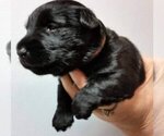 Small #5 Scottish Terrier