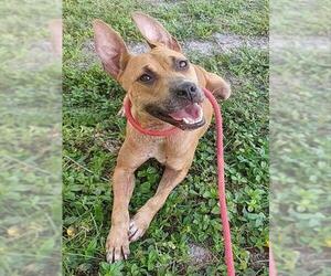 American Staffordshire Terrier Dogs for adoption in Fort Lauderdale, FL, USA