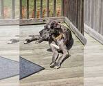 Small #2 Great Dane