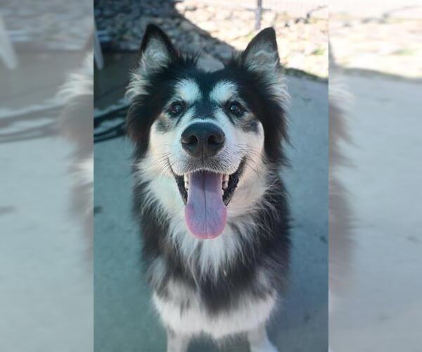 Medium Photo #1 Siberian Husky Puppy For Sale in Sacramento, CA, USA