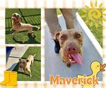 Small American Pit Bull Terrier
