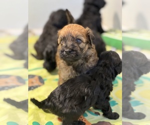 Whoodle Puppy for Sale in DURHAM, North Carolina USA