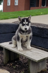 Siberian Husky Puppy for sale in DUNDEE, OH, USA