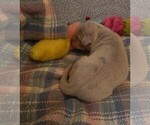 Small Photo #75 Great Dane Puppy For Sale in SPRAGGS, PA, USA