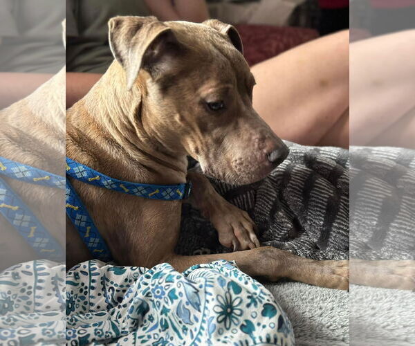 Medium Photo #13 American Pit Bull Terrier-Unknown Mix Puppy For Sale in Germantown, OH, USA