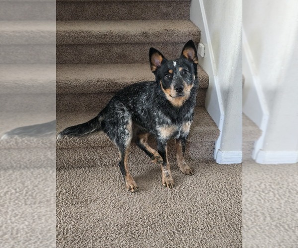 Medium Photo #1 Australian Cattle Dog Puppy For Sale in SAN ANTONIO, TX, USA