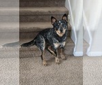 Small Photo #1 Australian Cattle Dog Puppy For Sale in SAN ANTONIO, TX, USA