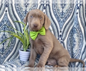 Labrador Retriever Puppy for sale in LAKELAND, FL, USA