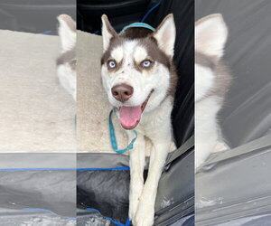 Cowboy - Male Siberian Husky Dog for Adoption - Photo #5