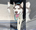 Small Photo #5 Siberian Husky Puppy For Sale in Cedar Crest, NM, USA