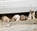 Small Photo #5 Anatolian Shepherd Puppy For Sale in COMMERCE, TX, USA