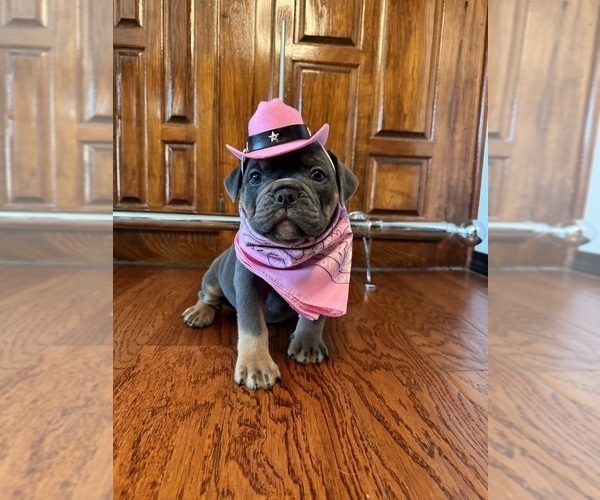 Medium Photo #5 Olde English Bulldogge Puppy For Sale in FORT WORTH, TX, USA