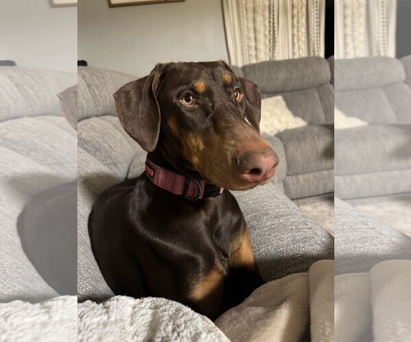 Medium Photo #2 Doberman Pinscher Puppy For Sale in Minneaoplis, MN, USA