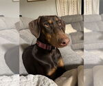 Small #1 Doberman Pinscher