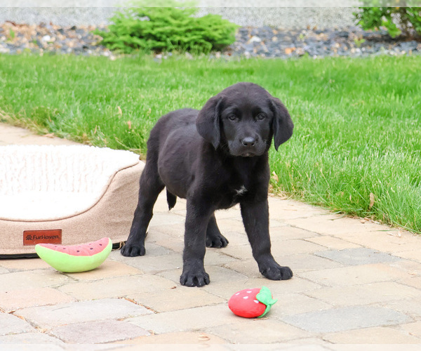 Medium Photo #4 Labrador Retriever Puppy For Sale in SYRACUSE, IN, USA