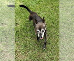 Small #2 Chihuahua Mix