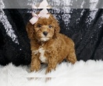 Puppy Freedom AKC Poodle (Miniature)