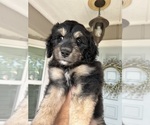 Puppy Danny Aussiedoodle