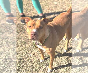 American Pit Bull Terrier-Unknown Mix Dogs for adoption in Chandler, AZ, USA