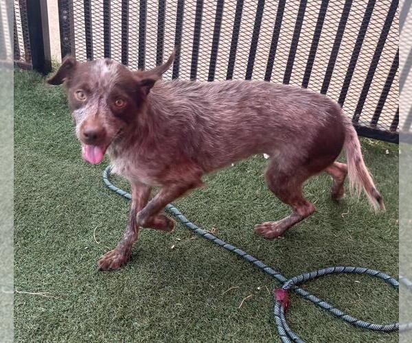 Medium Photo #5 Pointer-Unknown Mix Puppy For Sale in Rockwall, TX, USA
