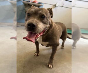 American Pit Bull Terrier Dogs for adoption in Camarillo, CA, USA