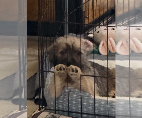 Medium Photo #2 Chi-Poo (Standart) Puppy For Sale in Visalia, CA, USA