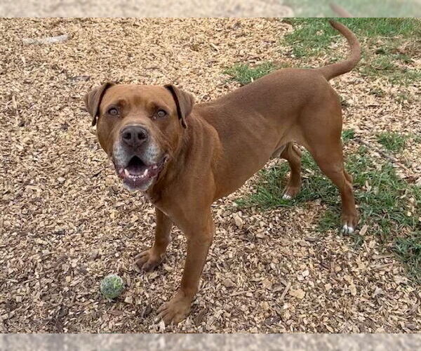 Medium Photo #2 Mastiff-Unknown Mix Puppy For Sale in Santa Cruz, CA, USA