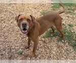 Small #1 Mastiff Mix