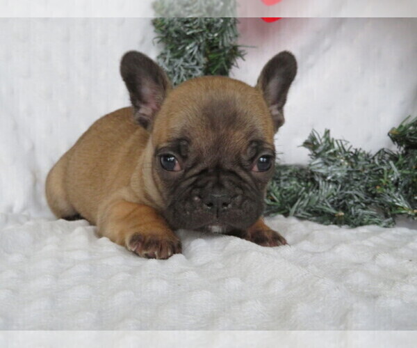 Medium Photo #4 Faux Frenchbo Bulldog Puppy For Sale in SHILOH, OH, USA