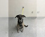 Small Labrador Retriever Mix