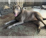 Small #11 Great Dane-Labrador Retriever Mix