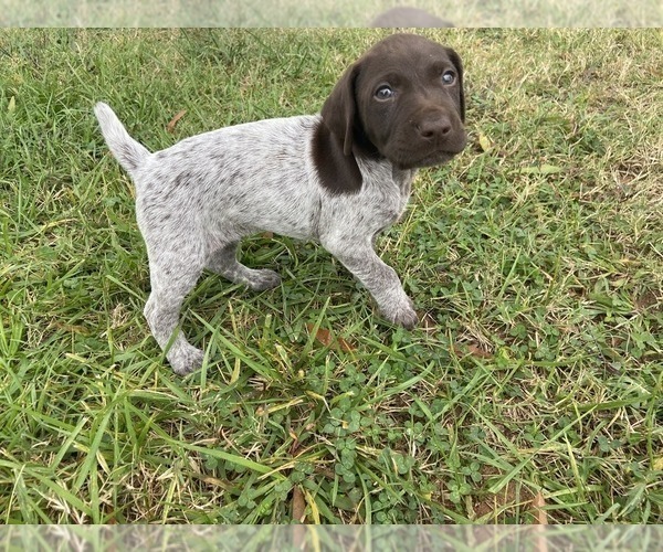 Medium Photo #11 German Shorthaired Pointer Puppy For Sale in CONCORD, NC, USA