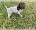 Small Photo #11 German Shorthaired Pointer Puppy For Sale in CONCORD, NC, USA