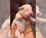 Small #2 Siberian Husky