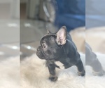 Small Photo #30 French Bulldog Puppy For Sale in BATON ROUGE, LA, USA