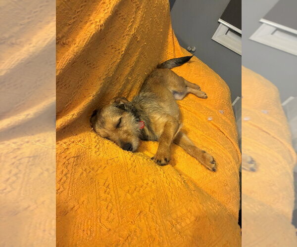 Medium Photo #4 Mutt Puppy For Sale in Springdale, PA, USA