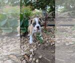 Small #2 Olde English Bulldogge