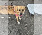 Small #2 Australian Shepherd Mix
