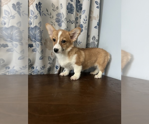 Medium Photo #17 Pembroke Welsh Corgi Puppy For Sale in DURHAM, CT, USA