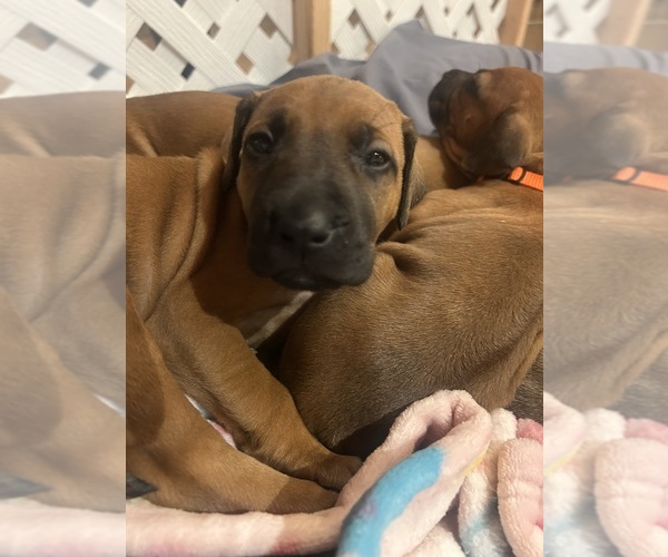 Medium Photo #26 Rhodesian Ridgeback Puppy For Sale in RIVERSIDE, CA, USA
